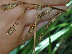 Carex forsteri