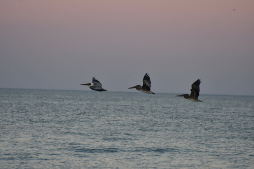 Brown Pelican photographed in Delaware