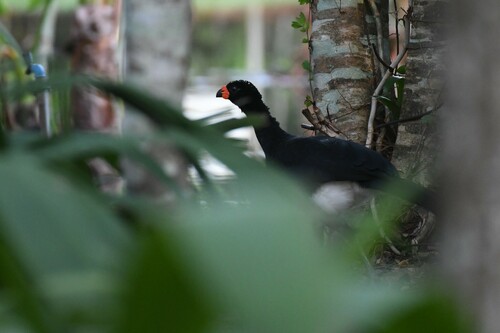 Red-billed Curassow (Crax blumenbachii), photo 8