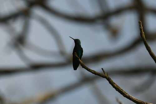 Blue-chinned Sapphire (Chlorestes notata), photo 8