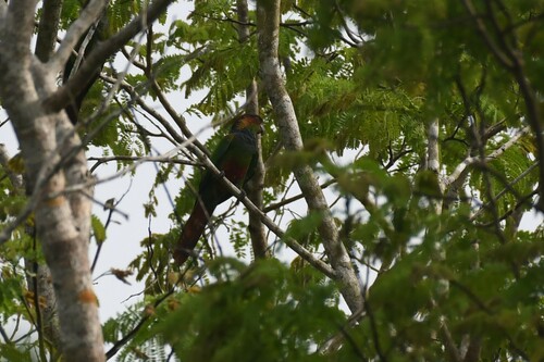 Ochre-marked Parakeet (Pyrrhura cruentata), photo 6