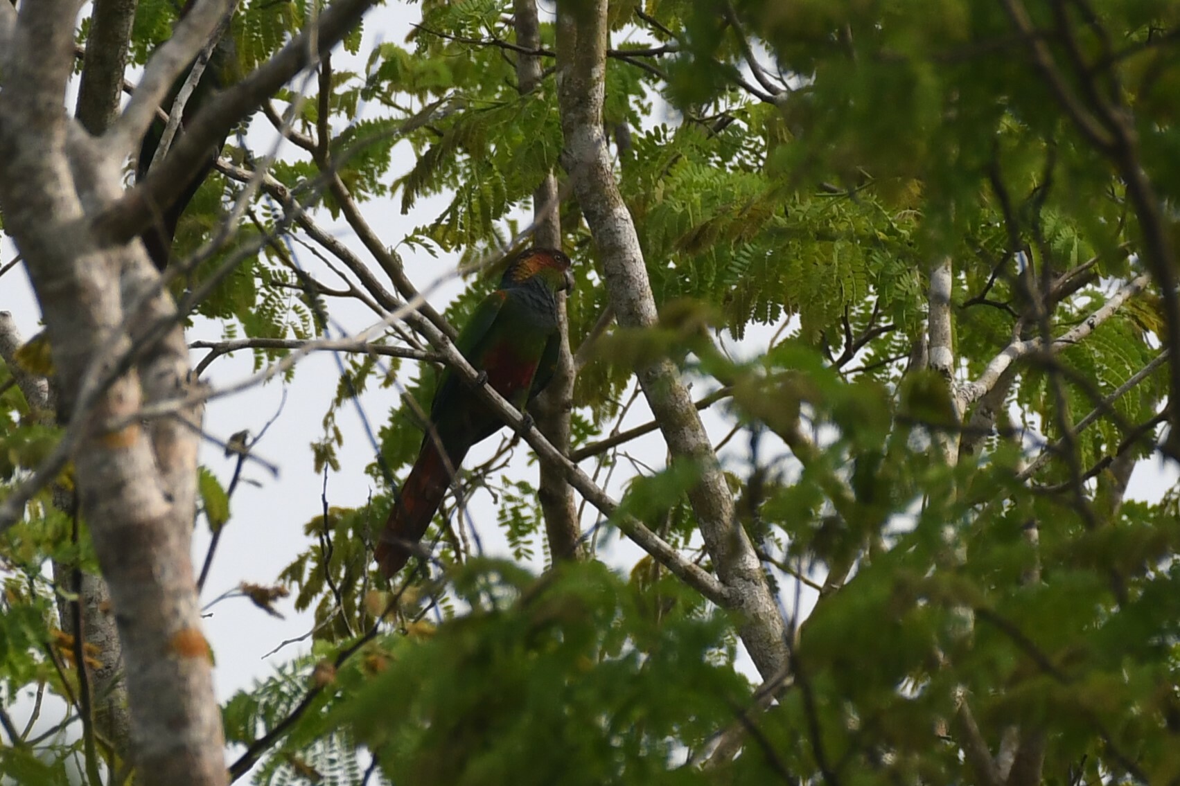 Ochre-marked Parakeet (Pyrrhura cruentata), photo 6