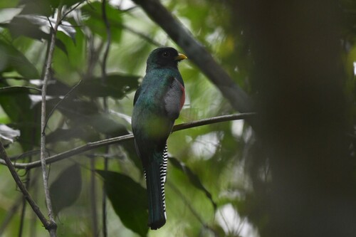 Collared Trogon