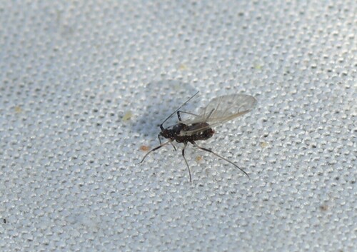 iNaturalist observation photo of Macrosiphini