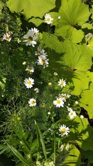 Tripleurospermum inodorum