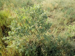 Halimodendron halodendron