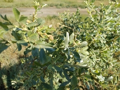 Halimodendron halodendron