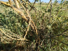 Halimodendron halodendron