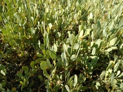 Atriplex verrucifera