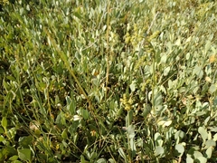 Atriplex verrucifera