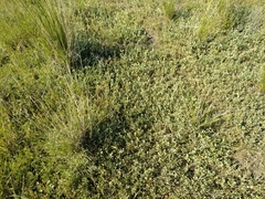 Atriplex verrucifera