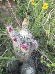 Echinocereus reichenbachii baileyi