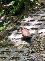 Patagioenas subvinacea