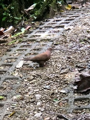 Patagioenas subvinacea