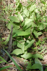 Cypripedium