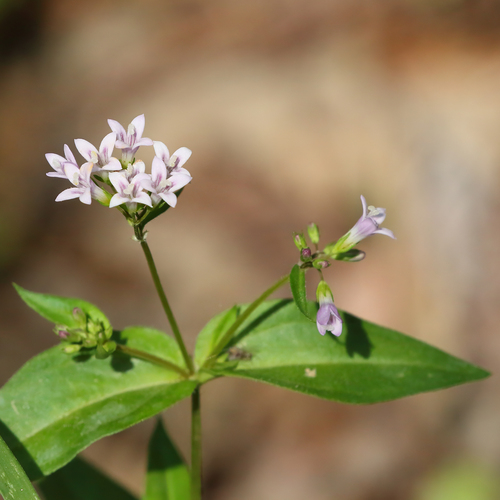 Purple Bluet (Houstonia purpurea)