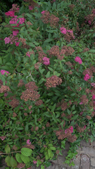 Spiraea splendens