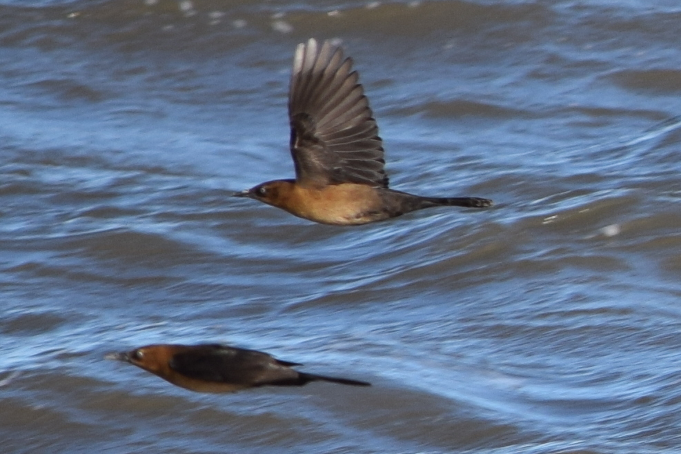 Boat-tailed Grackle (torreyi/alabamensis)