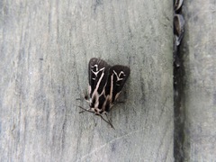 Apantesis williamsii