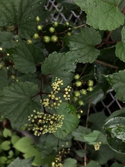 Ampelopsis glandulosa heterophylla