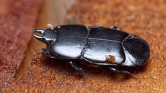 Hololepta plana