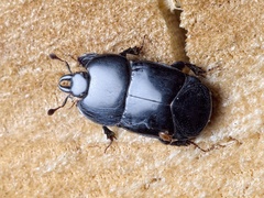 Hololepta plana