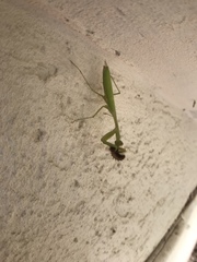 Mantidae