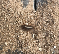 Dermestidae