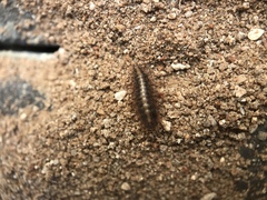 Dermestidae