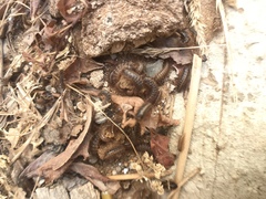 Dermestidae