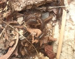 Dermestidae