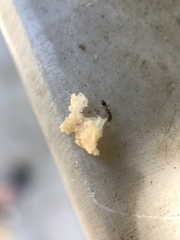 Myrmicinae