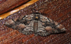 Phaeoura mexicanaria