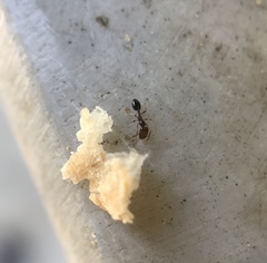 Myrmicinae