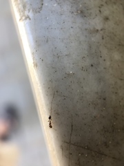 Myrmicinae