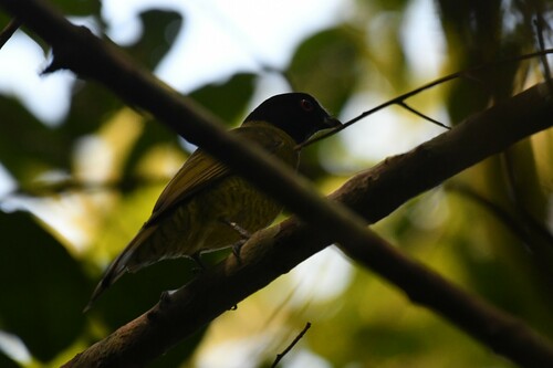Black-headed Berryeater (Carpornis melanocephala), photo 5