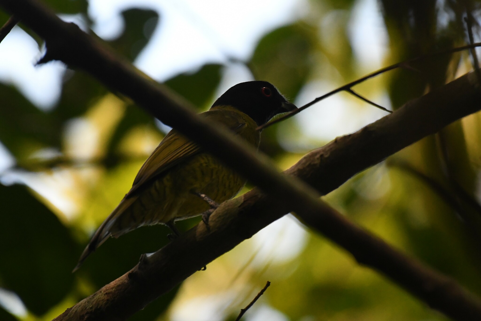 Black-headed Berryeater (Carpornis melanocephala), photo 10
