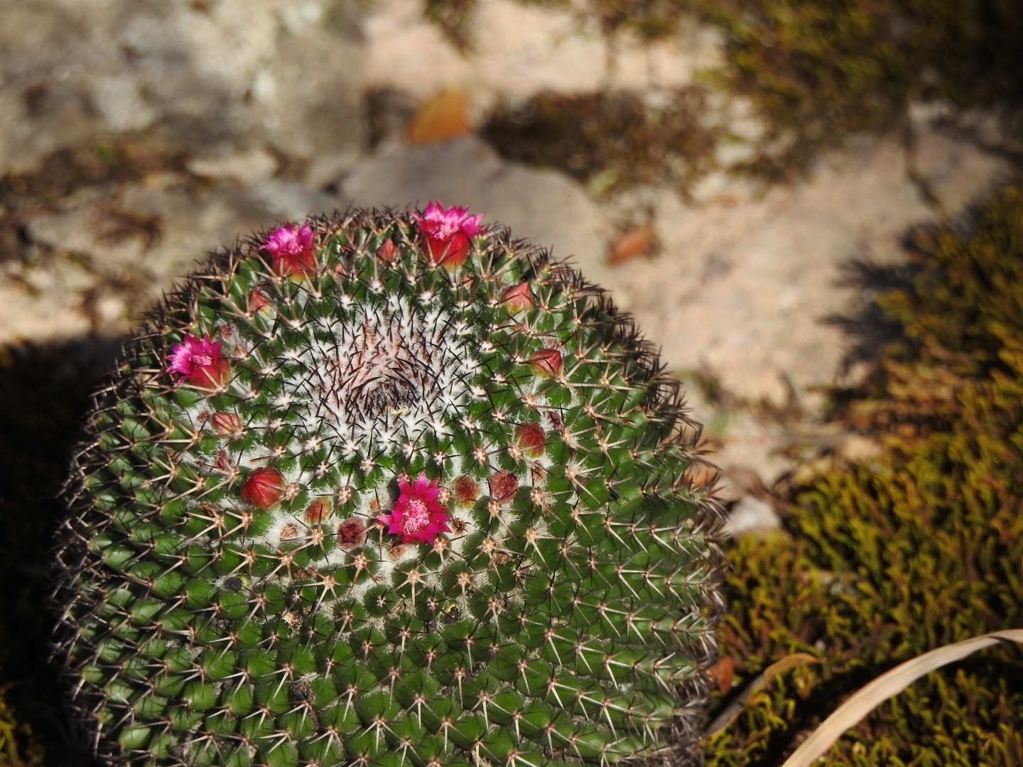 Imagem de Mammillaria polythele é conhecida como "cacto-mamilo"