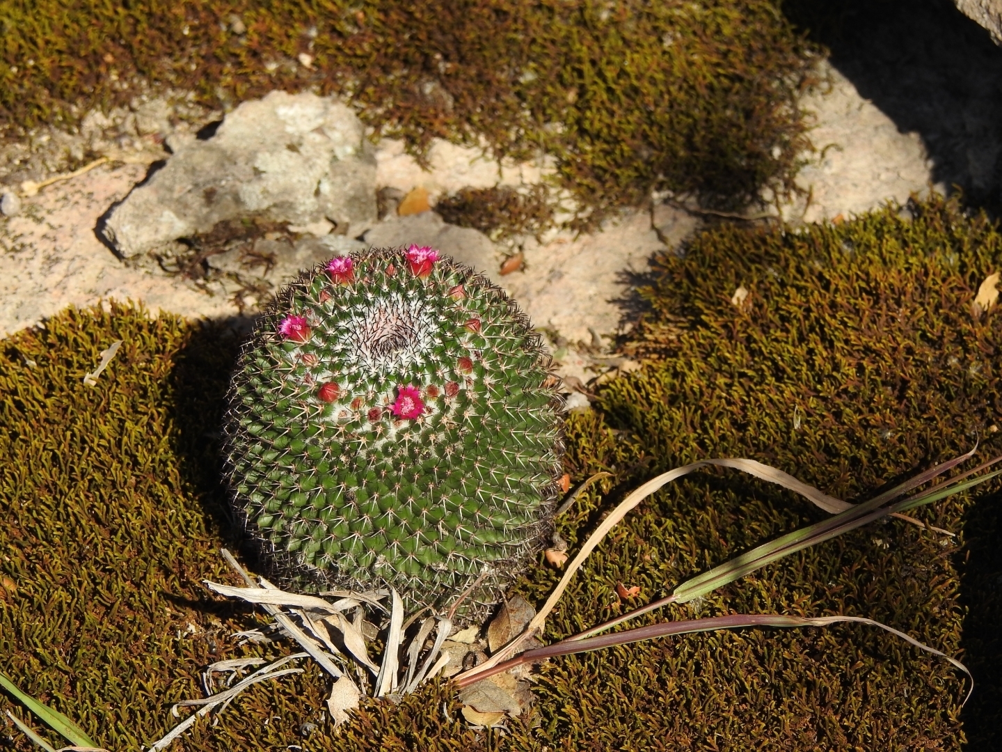 Imagem de Mammillaria polythele é conhecida como "cacto-mamilo"