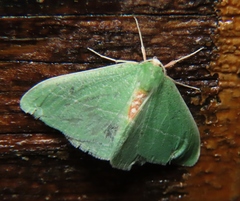 Chlorosea roseitacta