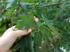 Torminalis glaberrima