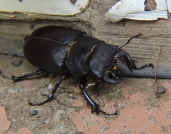 Lucanus mazama