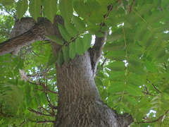 Ailanthus altissima