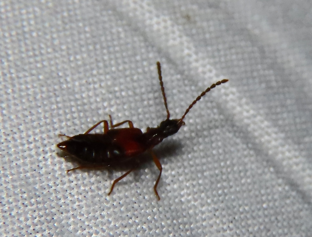 Deleaster trimaculatus