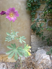 Alcea rosea
