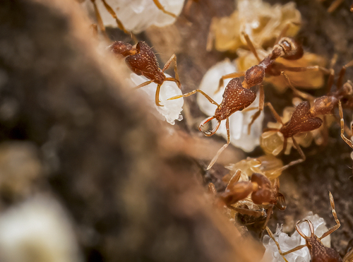 长瘤颚蚁Strumigenys exilirhina
