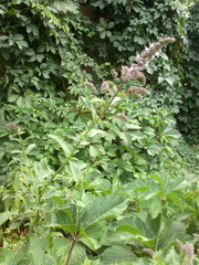 Mentha longifolia