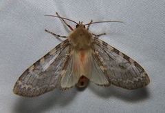 Pseudohemihyalea labecula