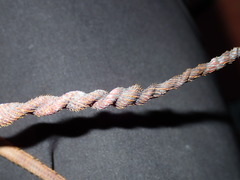 Sagmariasus verreauxi