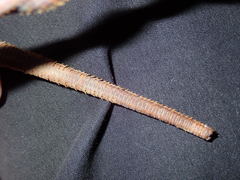 Sagmariasus verreauxi